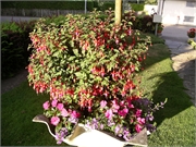 Walter 08.07.08-02.01.200922